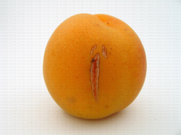 Abricot, fente de l'épiderme due à un grossissement rapide